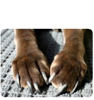 When your pet’s nails get too long it is best to have them clipped